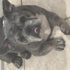 Image of Unknown, Found Dog