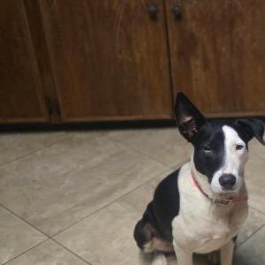 Image of Bella, Lost Dog
