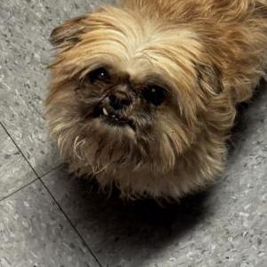 Image of Mia, Lost Dog