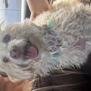 Image of Margaret, Found Dog