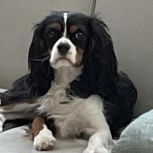 Image of Toby, Lost Dog
