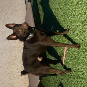 Image of Unknown, Found Dog