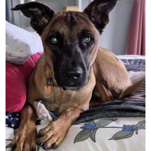 Image of Bella, Lost Dog