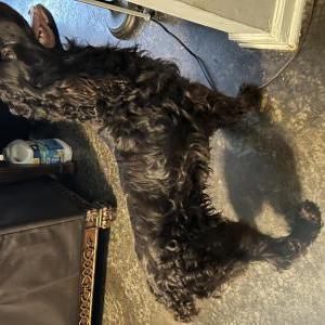 Image of Boykin Spaniel, Found Dog