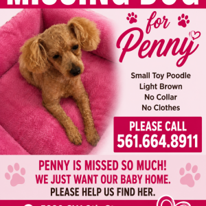 Image of Penny, Lost Dog