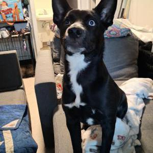 Image of BAILEY, Lost Dog