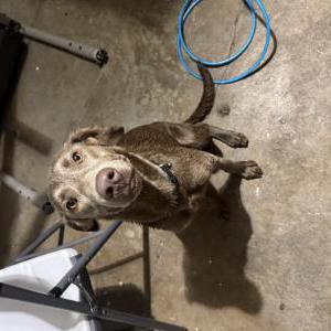 Image of unlnown, Found Dog