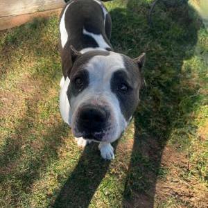 Image of Chop, Lost Dog