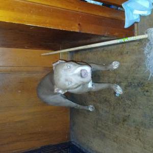 Image of Buddah, Lost Dog