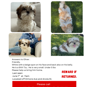 Lost Dog Olive