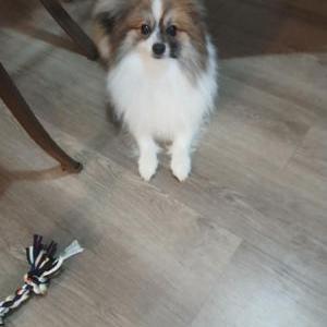 Lost 1 Toby (NY)