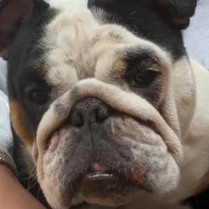 2nd Image of Unknown, Lost Dog