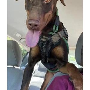 Image of Bubba, Lost Dog