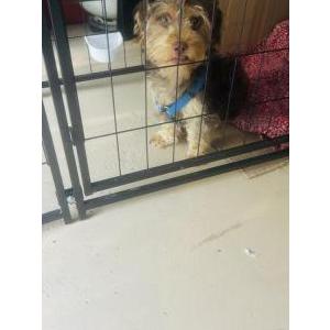 Found Dog Unknown