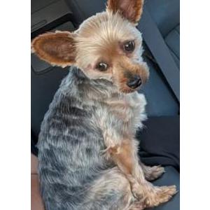 Lost Dog Diore