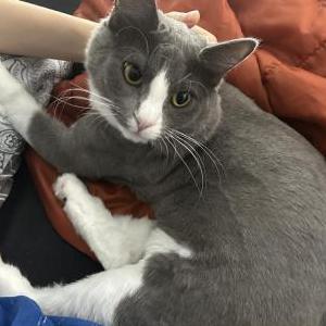 Image of Genie, Lost Cat