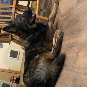 Image of Zooey, Lost Dog