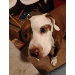 Image of Chloe, Lost Dog