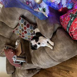 Lost 1 Dexter (GA)