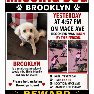 Image of Brooklyn, Lost Dog