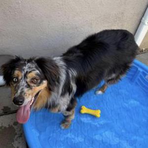 Lost Dog JUNEAU