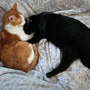 2nd Image of Monster, Lost Cat