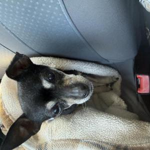 Image of Female chihuahua, Found Dog