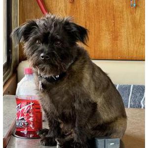 Lost Dog Gunther