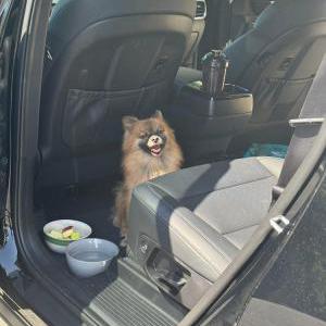 Image of Unknown, Found Dog