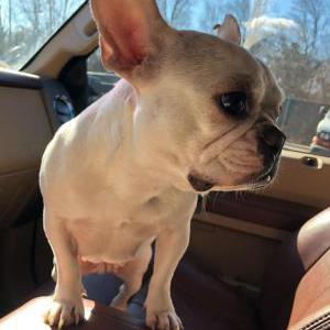 Image of Nina, Lost Dog