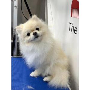 Image of Chloe, Lost Dog