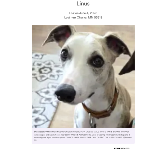 Image of Linus, Lost Dog