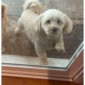 Image of Lucky, Lost Dog