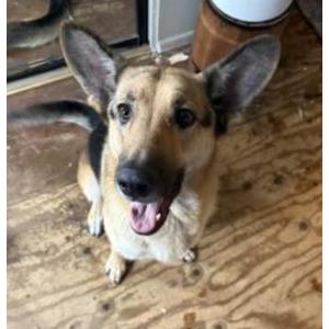 Lost Dog Layla