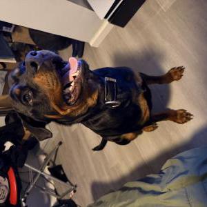 Image of Rex, Lost Dog