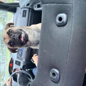 Image of Quix, Lost Dog