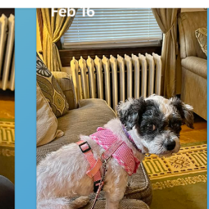 Lost 1 Daisy (NJ)