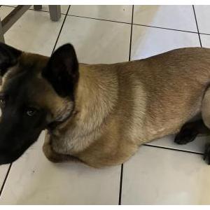 Image of Apple, Lost Dog