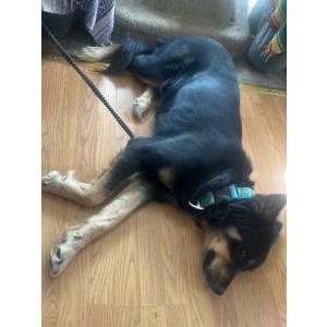 Image of Koda, Lost Dog