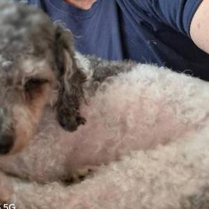 Image of Ella, Lost Dog