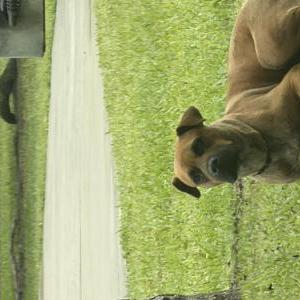 Image of Unknown, Found Dog