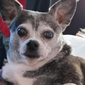 Image of Peppa, Lost Dog
