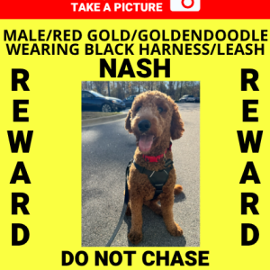 Image of NASH, Lost Dog