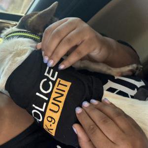 Image of Unknown, Found Dog