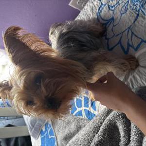 Image of Brownie, Lost Dog