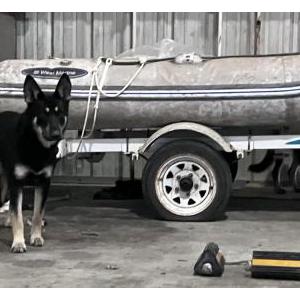 Image of Unknown, Found Dog