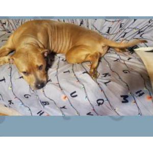 Image of Ocean, Lost Dog