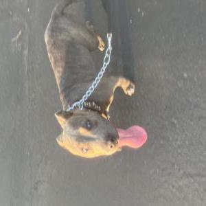 Lost 1 Princess or puppy (California)