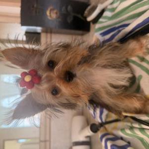 Image of CocoRose, Lost Dog