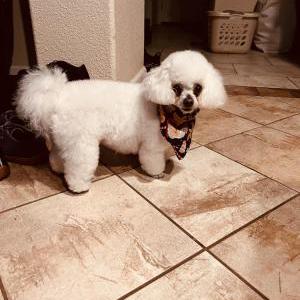 Image of Bella(Boba), Lost Dog